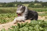 BEARDED COLLIE 046